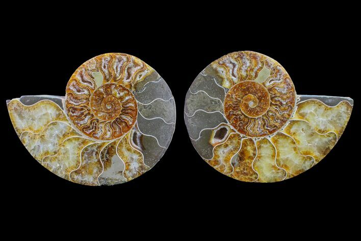 Bargain, Cut & Polished Ammonite Fossil - Madagascar #148017